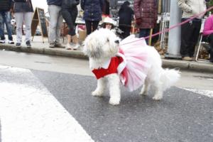 46th Annual Mayors Christmas Parade 2018\nPhotography by: Buckleman Photography\nall images ©2018 Buckleman Photography\nThe images displayed here are of low resolution;\nReprints available, please contact us:\ngerard@bucklemanphotography.com\n410.608.7990\nbucklemanphotography.com\n0082a.CR2