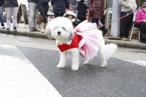 46th Annual Mayors Christmas Parade 2018\nPhotography by: Buckleman Photography\nall images ©2018 Buckleman Photography\nThe images displayed here are of low resolution;\nReprints available, please contact us:\ngerard@bucklemanphotography.com\n410.608.7990\nbucklemanphotography.com\n0083a.CR2