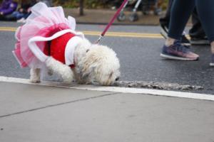 46th Annual Mayors Christmas Parade 2018\nPhotography by: Buckleman Photography\nall images ©2018 Buckleman Photography\nThe images displayed here are of low resolution;\nReprints available, please contact us:\ngerard@bucklemanphotography.com\n410.608.7990\nbucklemanphotography.com\n9918.CR2