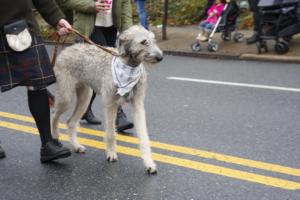 46th Annual Mayors Christmas Parade 2018\nPhotography by: Buckleman Photography\nall images ©2018 Buckleman Photography\nThe images displayed here are of low resolution;\nReprints available, please contact us:\ngerard@bucklemanphotography.com\n410.608.7990\nbucklemanphotography.com\n_MG_0018.CR2