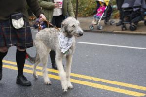 46th Annual Mayors Christmas Parade 2018\nPhotography by: Buckleman Photography\nall images ©2018 Buckleman Photography\nThe images displayed here are of low resolution;\nReprints available, please contact us:\ngerard@bucklemanphotography.com\n410.608.7990\nbucklemanphotography.com\n_MG_0019.CR2