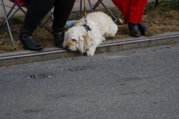 47th Annual Mayors Christmas Parade 2019\nPhotography by: Buckleman Photography\nall images ©2019 Buckleman Photography\nThe images displayed here are of low resolution;\nReprints available, please contact us:\ngerard@bucklemanphotography.com\n410.608.7990\nbucklemanphotography.com\n1560.CR2