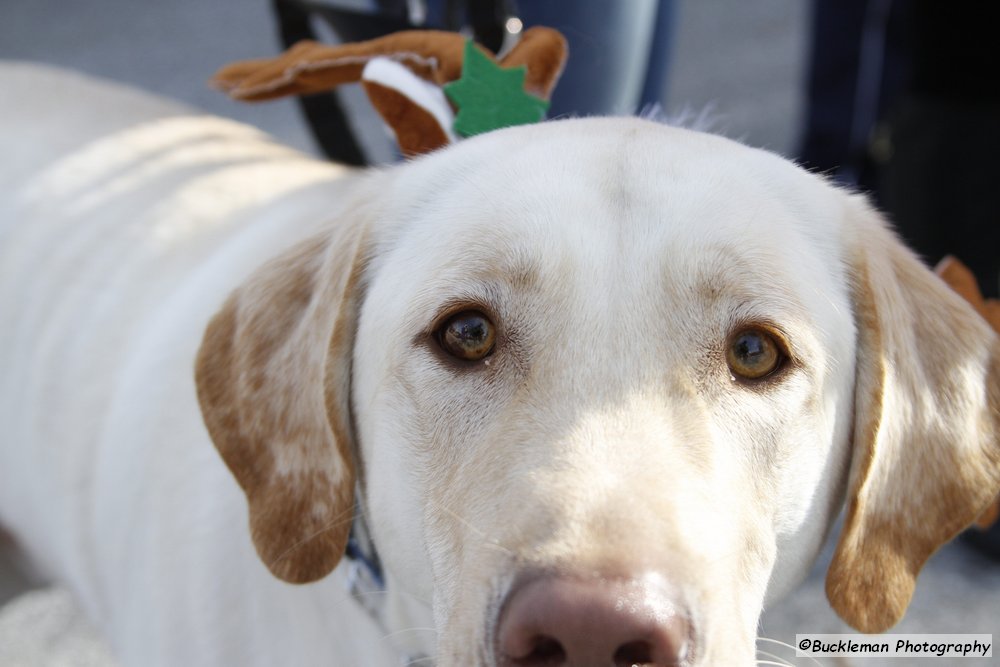 47th Annual Mayors Christmas Parade 2019\nPhotography by: Buckleman Photography\nall images ©2019 Buckleman Photography\nThe images displayed here are of low resolution;\nReprints available, please contact us:\ngerard@bucklemanphotography.com\n410.608.7990\nbucklemanphotography.com\n3450.CR2