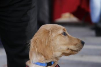 47th Annual Mayors Christmas Parade 2019\nPhotography by: Buckleman Photography\nall images ©2019 Buckleman Photography\nThe images displayed here are of low resolution;\nReprints available, please contact us:\ngerard@bucklemanphotography.com\n410.608.7990\nbucklemanphotography.com\n3531.CR2